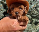 Show kalite Toy Poodle