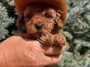 Show kalite Toy Poodle