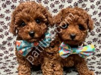 Toy Poodle Sevimli Yavrular