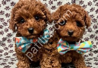 TOY POODLE SEVİMLİ YAVRULAR