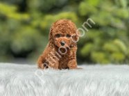 Show Kalite Toy Poodle Yavruları