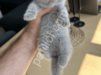 Scottish Fold 2.5 Aylık Yavrular