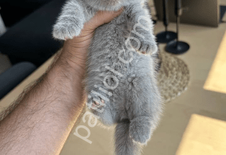 Scottish Fold 2.5 aylık yavrular