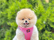 Safkan pomeranian boo yavrularımız