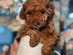 KIPKIRMIZI RED TOY POODLE YAVRUMUZ