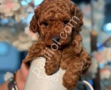 KIPKIRMIZI RED TOY POODLE YAVRUMUZ