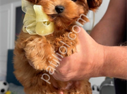 Antalya Maltipoo Satılık Yavru