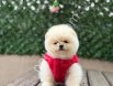 Satılık Pomeranian Boo Ankara