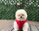 Satılık Pomeranian Boo Ankara