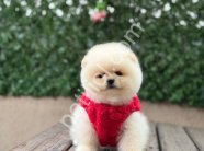 Satılık Pomeranian Boo Ankara