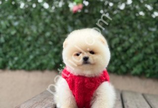 Satılık Pomeranian Boo Ankara