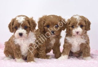 MALTİPOO CİNSİ YAVRULAR EV ÜRETİMİ
