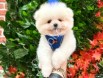 RESMİ İŞLETMEDEN TEDDYBEAR POMERANİAN YAVRULARI