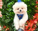 RESMİ İŞLETMEDEN TEDDYBEAR POMERANİAN YAVRULARI