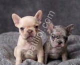 Exotic micro french bulldog yavrular