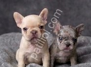 Exotic micro french bulldog yavrular
