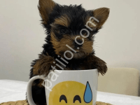 Scrlı Yorkshire Terrier Yavruar