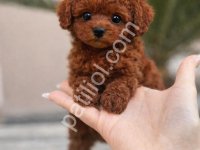 Enerjik Ve Akıllı Poodle