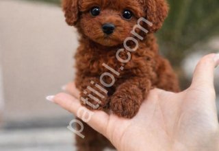 Enerjik ve Akıllı Poodle