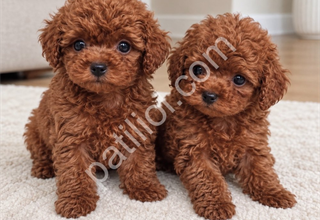GÖREN BİR DAHA BAKIYOR – POODLE YAVRULARI