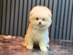 Safkan Pomeranian Boo Yavrularım