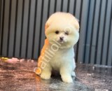 Safkan Pomeranian Boo Yavrularım