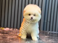 Safkan Pomeranian Boo Yavrularım