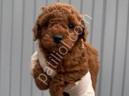 Denizli Merkez Teslime Hazır Poodle Bebekler