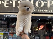 Resmi İşletme Pomeranian Boo Yavruları