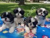 Show kalite Shih Tzu yavrularım
