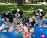Show kalite Shih Tzu yavrularım