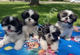 Show kalite Shih Tzu yavrularım