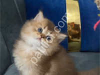 Saf Kan British Longhair