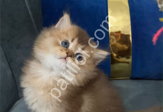 Saf kan british longhair