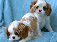 Dişi ve Erkek King Charles Cavalier Yavrularımız