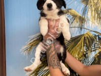Resmi İşletmeden Bordercollie Yavruları