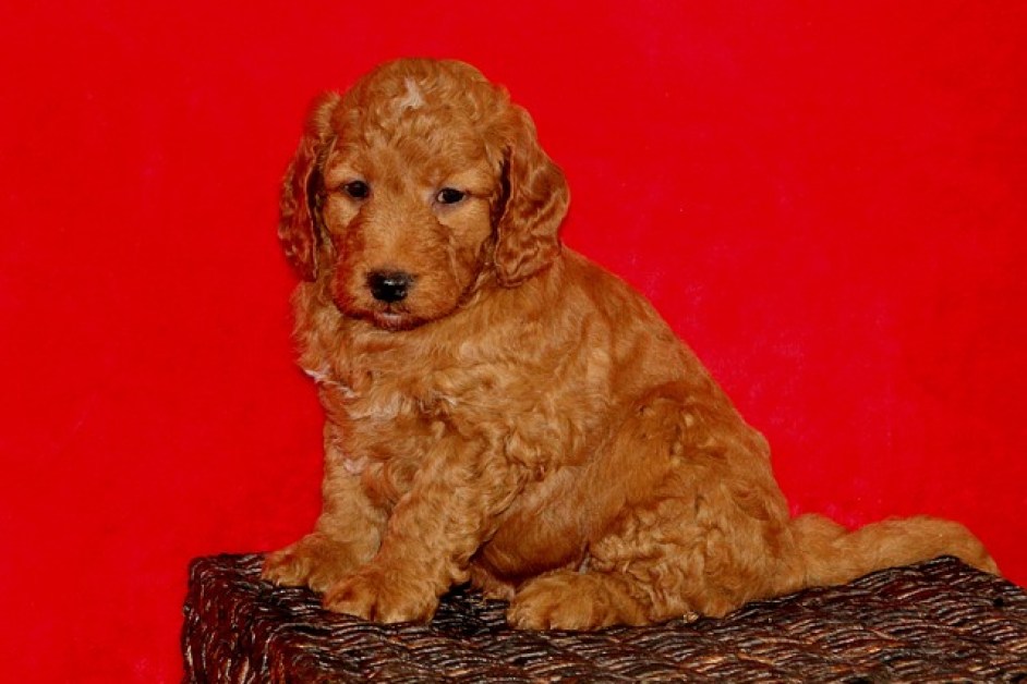 Goldendoodle Hakkında Herşey