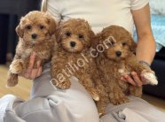 TOY POODLE SEVİMLİ YAVRULAR