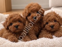Kaliteli Poodle Yavruları