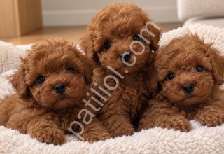 Kaliteli Poodle Yavruları