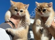 Golden Soft Shorthair Yavrular