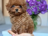 Toy Poodle Sevimli Yavrular Ev Üretimi
