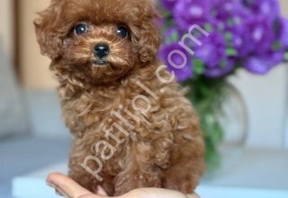 TOY POODLE SEVİMLİ YAVRULAR EV ÜRETİMİ