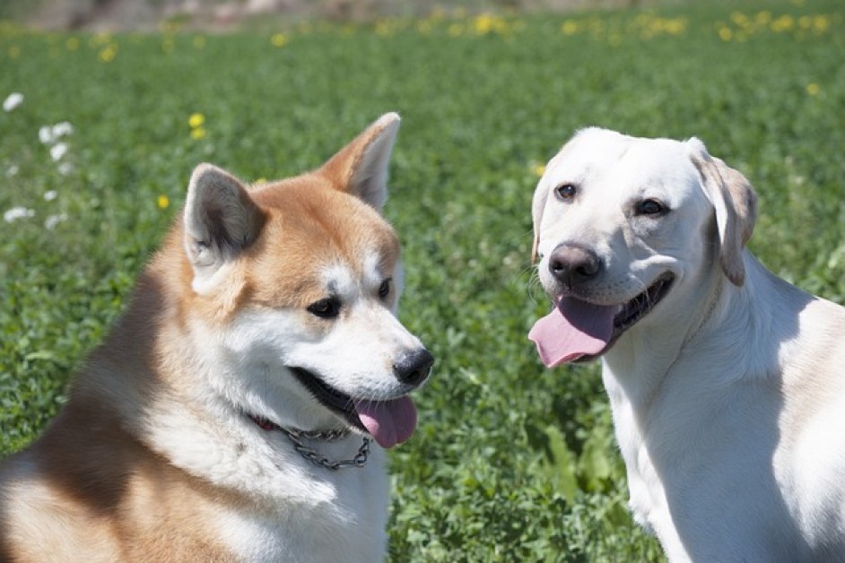 Akita Inu Hakkında Her Şey
