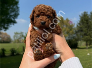 TOY POODLE YAVRULARI