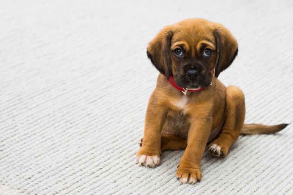 Yavru köpeklerde aşı takvimi ve önemi