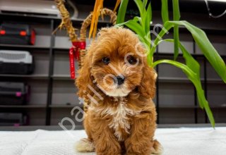 Kahve tonlu MALTİPOO CİNSİ YAVRULAR