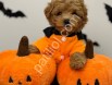 Orijinal Sağlık Garantili Maltipoo Yavru