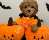 Orijinal Sağlık Garantili Maltipoo Yavru