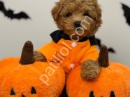 Orijinal Sağlık Garantili Maltipoo Yavru
